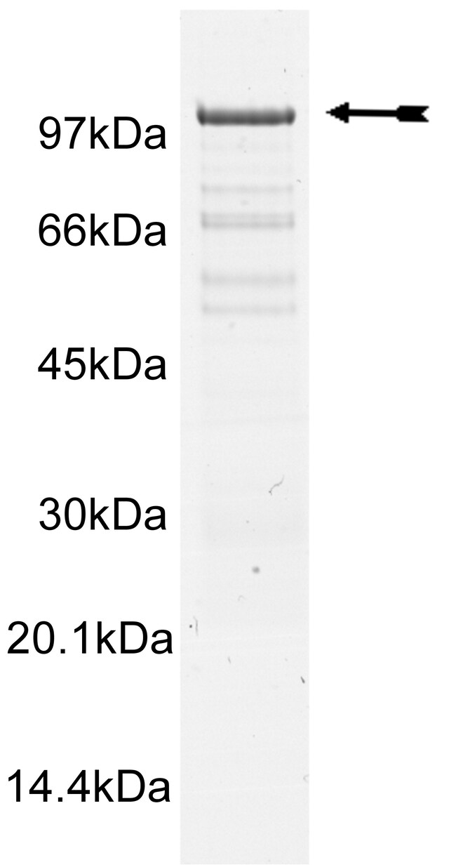 Eurofins DiscoverX SRPK2 Protein, Active Quantity 250 μg Eurofins